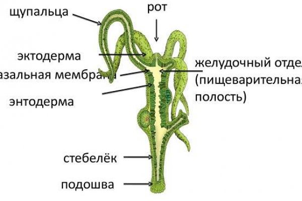 Блэк спрут в телеграмме