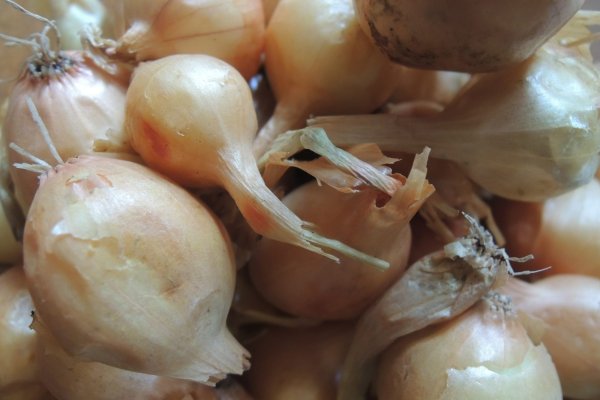 Black sprut onion ссылка